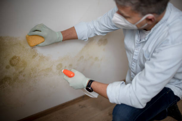 Best Certified Mold Removal  in Pacific Grove, CA