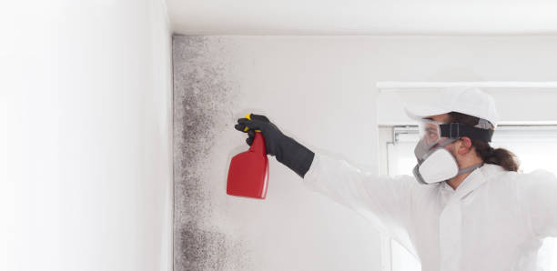 Crawl Space Mold Removal in Pacific Grove, CA