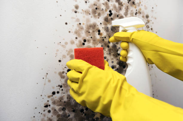 Pacific Grove, CA Mold Removal Company