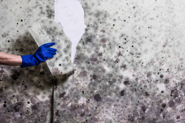 Best Mold Testing  in Pacific Grove, CA